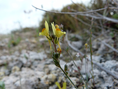 Linaria glauca