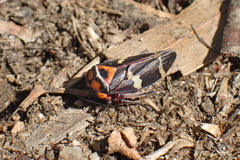 Eurymeloides pulchra