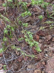 Harpagonella palmeri