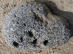 Dodecaceria fewkesi