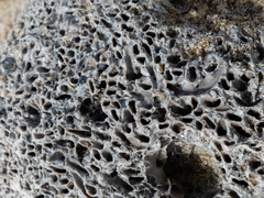 Dodecaceria fewkesi