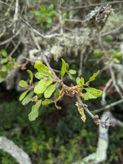 Quercus pacifica