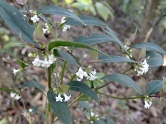 Hedyotis loganioides