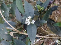 Hedyotis loganioides