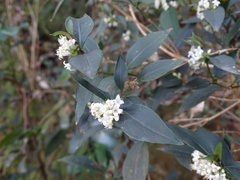 Hedyotis loganioides