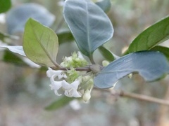 Hedyotis loganioides
