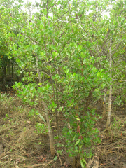 Scyphiphora hydrophylacea