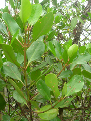 Scyphiphora hydrophylacea