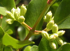 Scyphiphora hydrophylacea