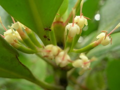 Scyphiphora hydrophylacea