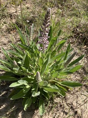 Lupinus villosus