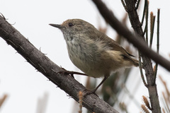 Acanthiza pusilla diemenensis