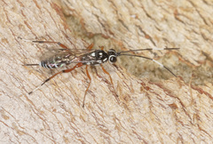 Glabridorsum stokesii