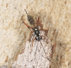 Glabridorsum stokesii