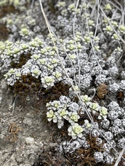 Raoulia parkii