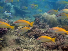 Lutjanus lutjanus