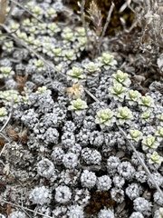 Raoulia parkii