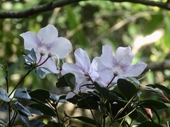 Rhododendron hongkongense
