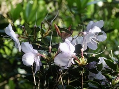 Rhododendron hongkongense
