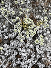 Raoulia parkii