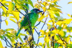 Psilopogon franklinii