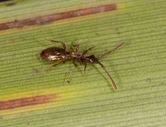 Acanthobetyla