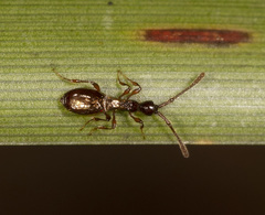 Acanthobetyla
