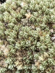 Pimelea sericeovillosa