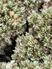 Pimelea sericeovillosa