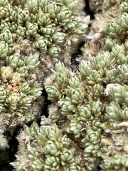 Pimelea sericeovillosa
