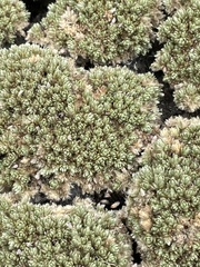 Pimelea sericeovillosa