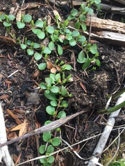 Linnaea borealis longiflora