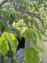 Crateva unilocularis