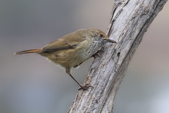 Acanthiza pusilla diemenensis