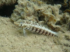 Parapercis australis