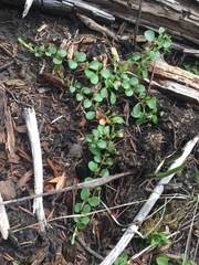 Linnaea borealis longiflora