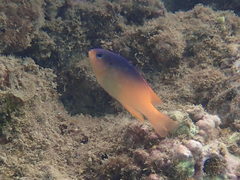 Chrysiptera caesifrons