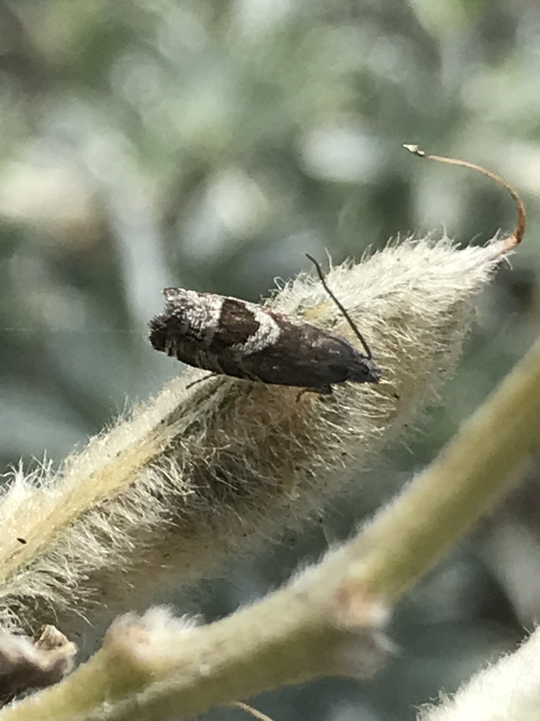 San Francisco Tree Lupine Moth
