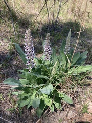 Lupinus villosus