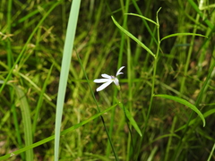Lobelia stenophylla