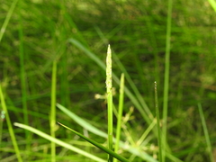 Eleocharis philippinensis