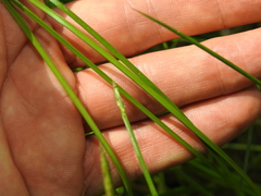 Eleocharis philippinensis