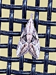 Nola paroxynta