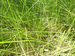 Eleocharis philippinensis