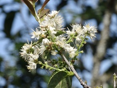 Symplocos sumuntia