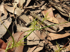 Cyperus bowmanni
