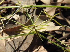 Cyperus bowmanni