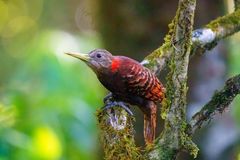 Blythipicus pyrrhotis