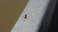 Salticus austinensis