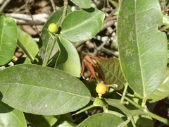 Citrus japonica
